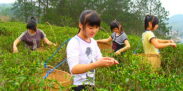 六堡茶和普洱茶的区别
