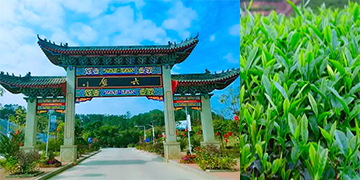 六堡茶产业终于再次兴旺