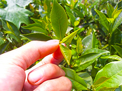 六堡茶属于什么茶