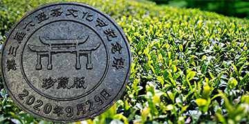 六堡茶好喝且养胃祛湿，怎么知名度这么差