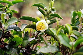 六堡茶功效与作用