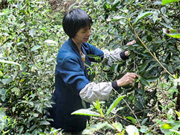 六堡茶采摘