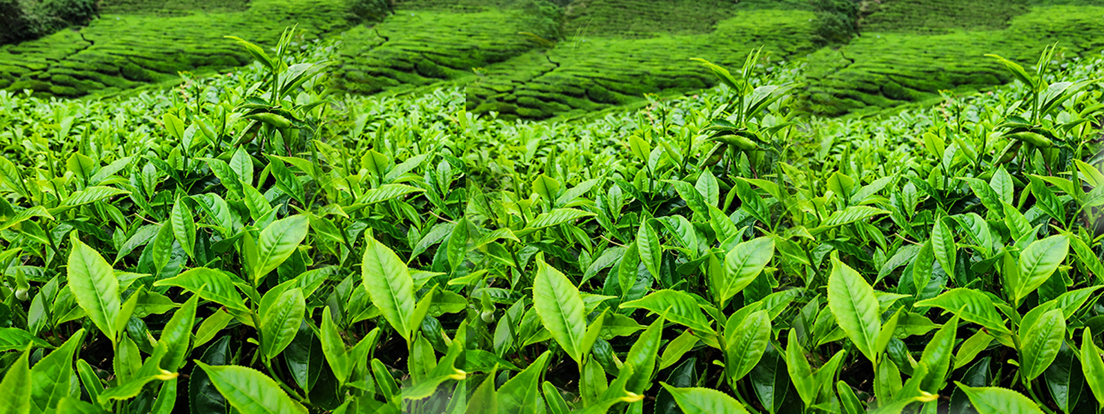 茶园一角